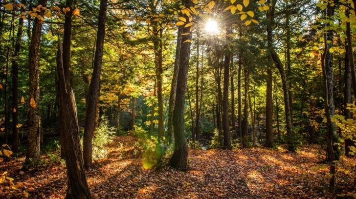 AI Environmental Impact and the Job Market